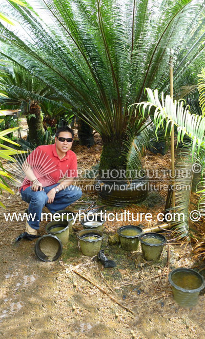 Encephalartos kisambo